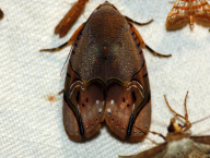 moth (West Papua, Indonesia)
